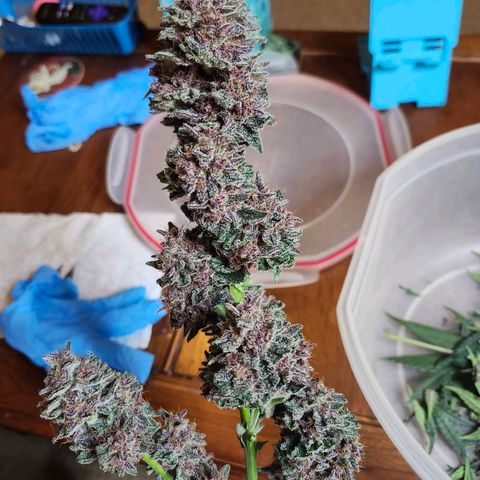 LSD-25 growlog timeline photo