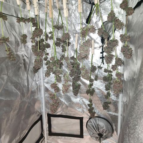 LSD-25 growlog timeline photo