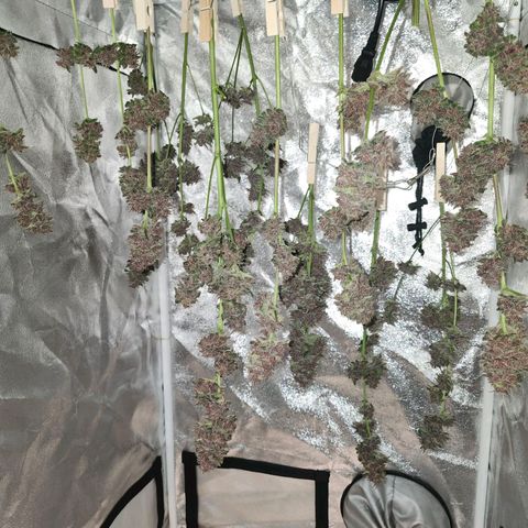 LSD-25 growlog timeline photo