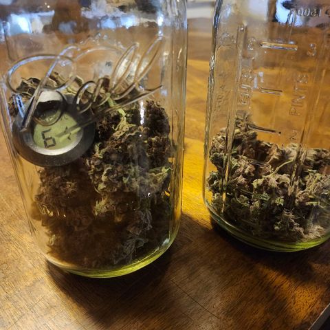 LSD-25 growlog timeline photo