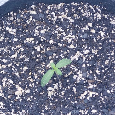 CBD Auto 20:1 growlog timeline photo