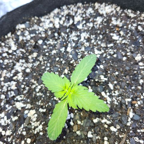 CBD Auto 20:1 growlog timeline photo