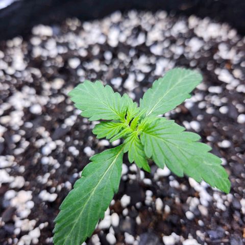 CBD Auto 20:1 growlog timeline photo