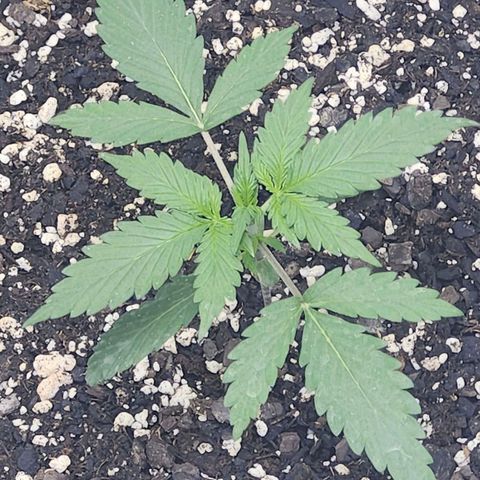 CBD Auto 20:1 growlog timeline photo