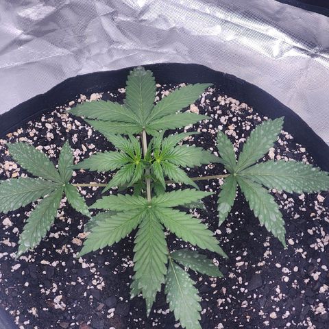CBD Auto 20:1 growlog timeline photo