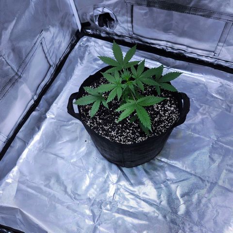CBD Auto 20:1 growlog timeline photo