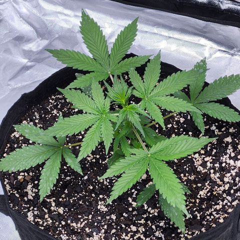 CBD Auto 20:1 growlog timeline photo