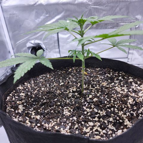 CBD Auto 20:1 growlog photo: After trim