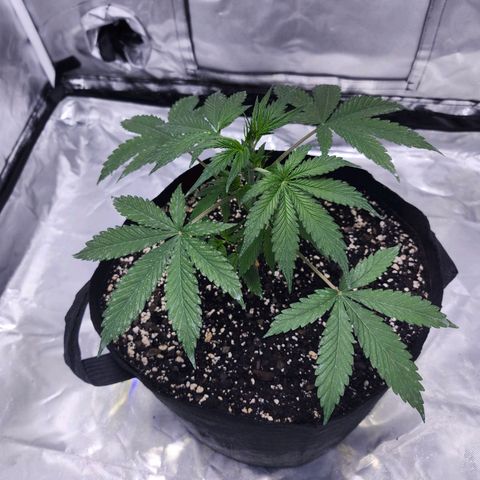 CBD Auto 20:1 growlog timeline photo