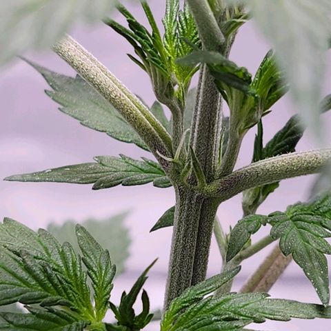 CBD Auto 20:1 growlog timeline photo