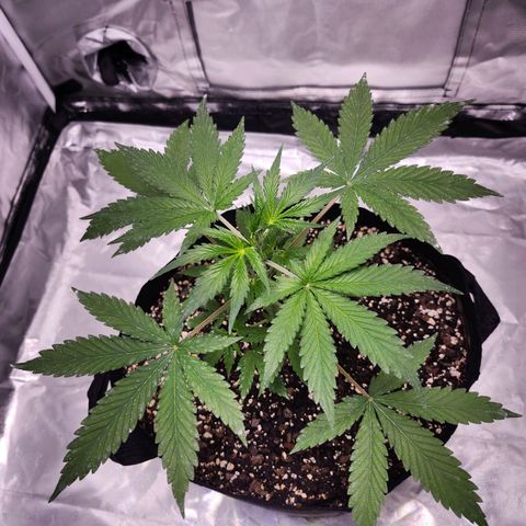 CBD Auto 20:1 growlog timeline photo