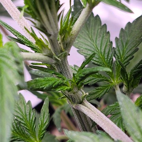CBD Auto 20:1 growlog timeline photo