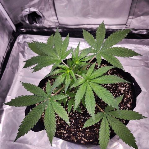 CBD Auto 20:1 growlog timeline photo