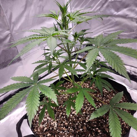 CBD Auto 20:1 growlog timeline photo