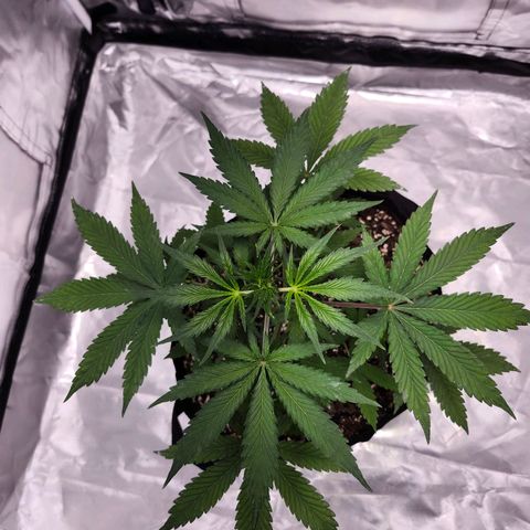 CBD Auto 20:1 growlog timeline photo