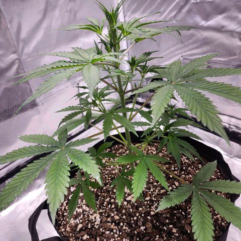 CBD Auto 20:1 growlog timeline photo