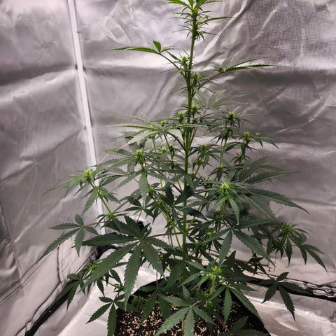 CBD Auto 20:1 growlog timeline photo