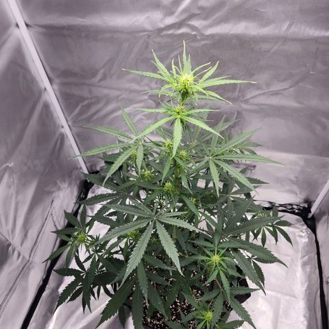 CBD Auto 20:1 growlog timeline photo