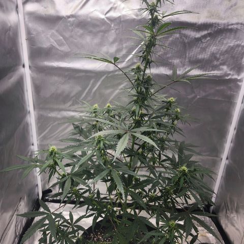 CBD Auto 20:1 growlog timeline photo