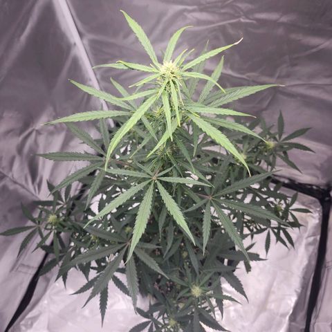 CBD Auto 20:1 growlog timeline photo