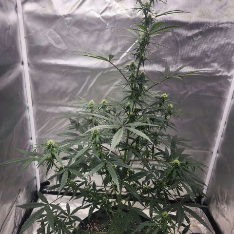 CBD Auto 20:1 growlog timeline photo