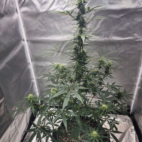 CBD Auto 20:1 growlog timeline photo