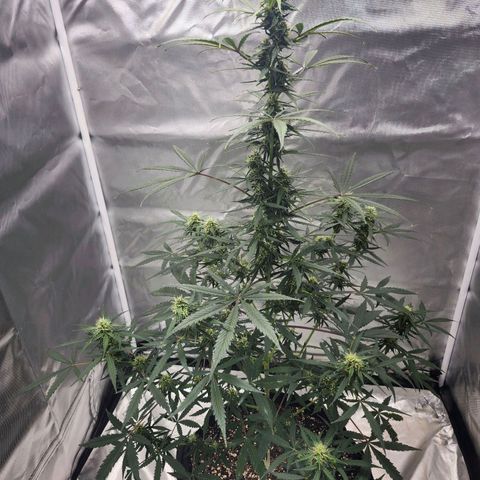 CBD Auto 20:1 growlog timeline photo