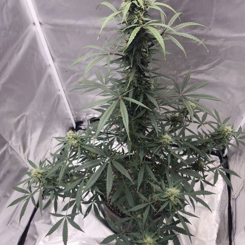 CBD Auto 20:1 growlog timeline photo