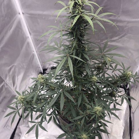 CBD Auto 20:1 growlog timeline photo