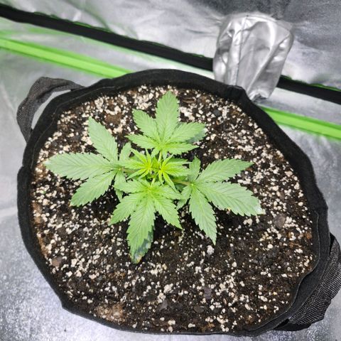 West Coast OG Auto  growlog timeline photo