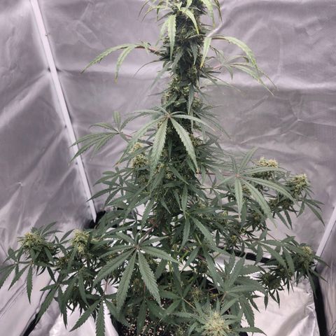 CBD Auto 20:1 growlog timeline photo