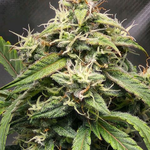 CBD Auto 20:1 growlog timeline photo