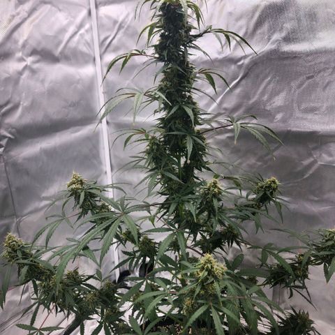 CBD Auto 20:1 growlog timeline photo