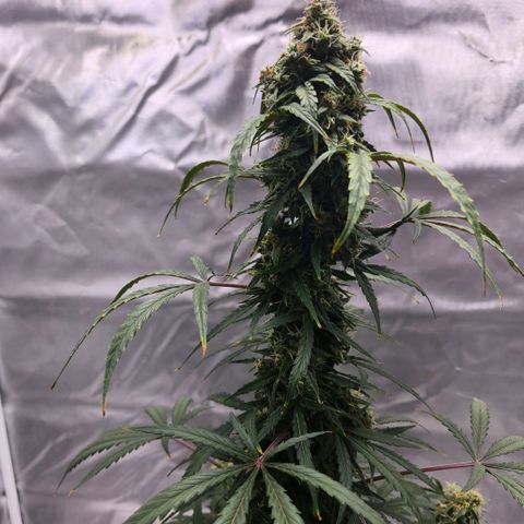 CBD Auto 20:1 growlog timeline photo