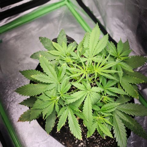 West Coast OG Auto  growlog timeline photo