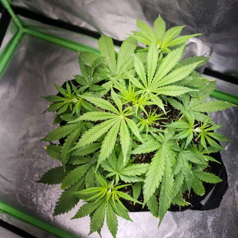 West Coast OG Auto  growlog timeline photo