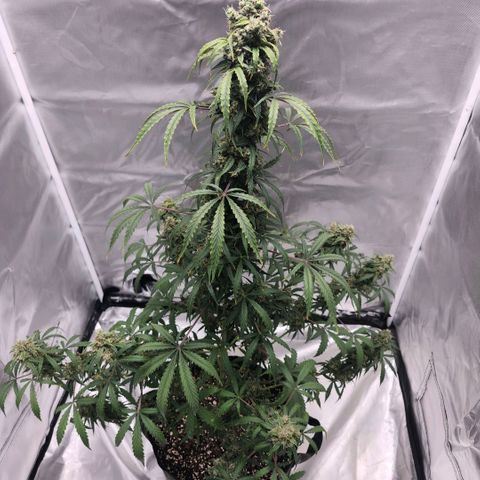 CBD Auto 20:1 growlog timeline photo