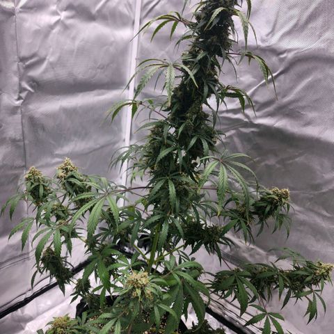 CBD Auto 20:1 growlog timeline photo
