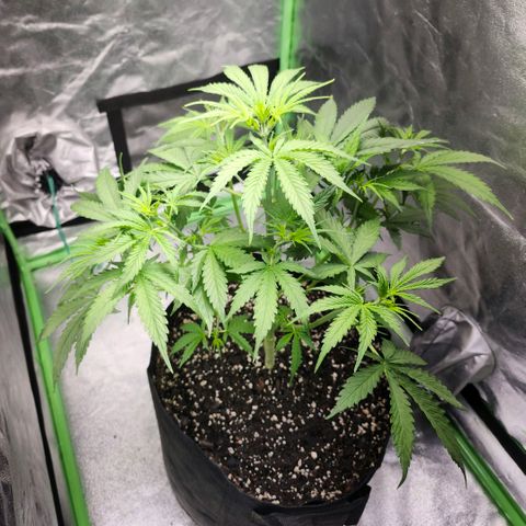 West Coast OG Auto  growlog timeline photo