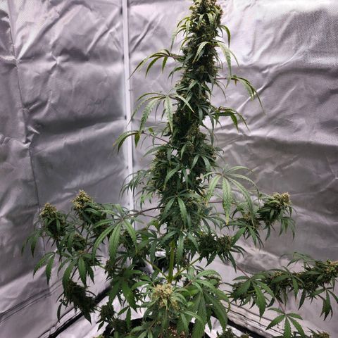 CBD Auto 20:1 growlog timeline photo