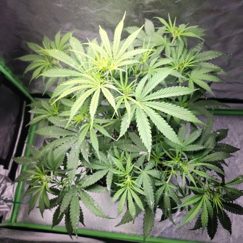 West Coast OG Auto  growlog timeline photo