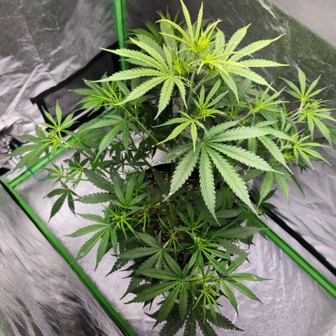 West Coast OG Auto  growlog timeline photo