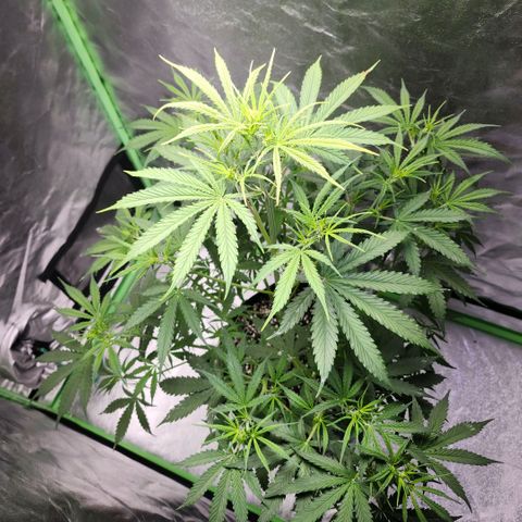 West Coast OG Auto  growlog timeline photo