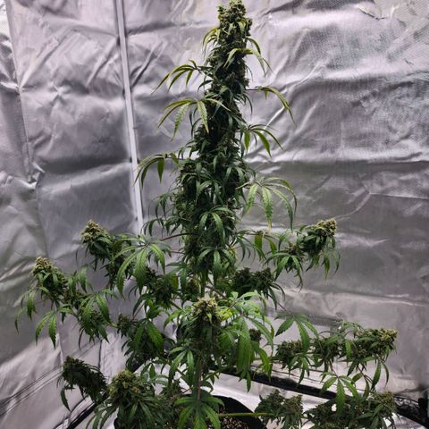 CBD Auto 20:1 growlog timeline photo