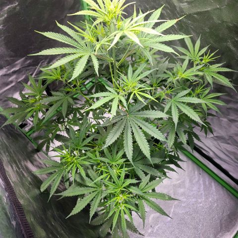 West Coast OG Auto  growlog timeline photo