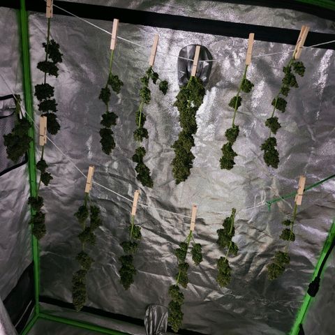 CBD Auto 20:1 growlog timeline photo