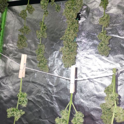 CBD Auto 20:1 growlog timeline photo
