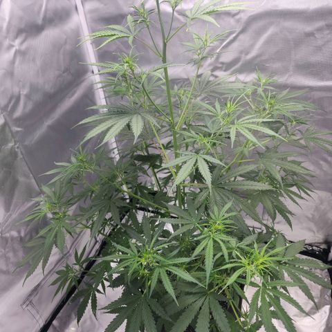 West Coast OG Auto  growlog timeline photo