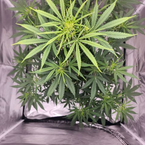 West Coast OG Auto  growlog timeline photo