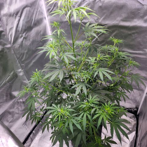 West Coast OG Auto  growlog timeline photo